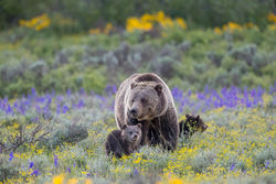 Blondie and Cubs in a June Meadow