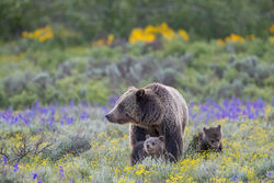 Summer Morning in the Meadow