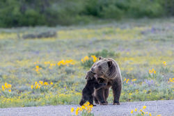 Grizzly Bear Play