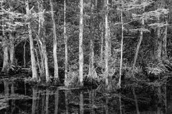 big cypress swamp, everglades, florida, fine art, Photos of Big Cypress Swamp