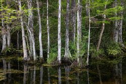 big cypress swamp, everglades, florida, fine art, Photos of Big Cypress Swamp