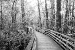big cypress swamp, corkscrew swamp, florida, everglades, black and white,