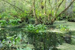 big cypress swamp, corkscrew swamp, florida, everglades, black and white,