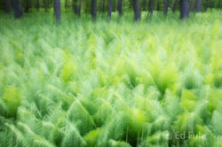 Fern Abstract