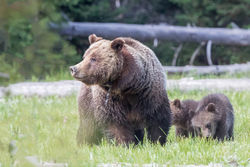 Grizzly 399 and Cubs