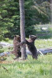 Scratching Grizzly Cubs