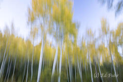 Aspen Dreamscape II