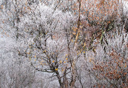 Icy Abstract