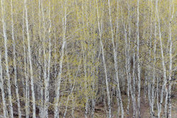 abstract, spring, trees, aspen, impression, Tetons, Grand Teton