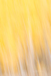 Abstracts and Patterns, autumn, fall, foliage, aspen, pattern, yellow, grand teton, tetons, photograph, 2020, abstract