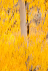 Abstracts and Patterns, autumn, fall, foliage, aspen, pattern, yellow, grand teton, tetons, photograph, 2020, abstract