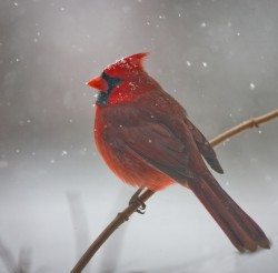 Snowy Cardinal