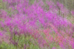 Multiple Exposure, impressions, abstract, garden, spring, 2026