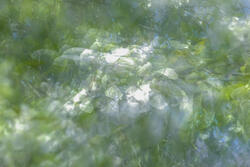 Multiple Exposure, impressions, abstract, garden, spring, 2026
