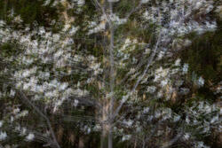 Multiple Exposure, impressions, abstract, garden, spring, 2026