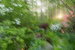 Multiple Exposure, impressions, abstract, garden, spring, 2026