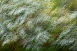 Multiple Exposure, impressions, abstract, garden, spring, 2026