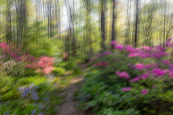 Multiple Exposure, impressions, abstract, garden, spring, 2026