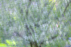 Multiple Exposure, impressions, abstract, garden, spring, 2026