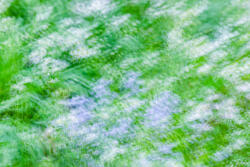 Multiple Exposure, impressions, abstract, garden, spring, 2026