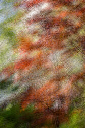 Multiple Exposure, impressions, abstract, garden, spring, 2026