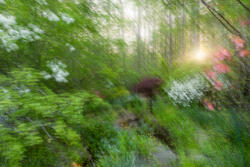 Multiple Exposure, impressions, abstract, garden, spring, 2026