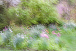 Multiple Exposure, impressions, abstract, garden, spring, 2026