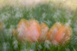 Multiple Exposure, impressions, abstract, garden, spring, 2026