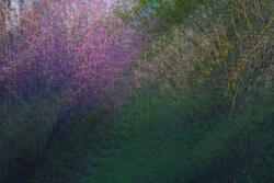 Multiple Exposure, impressions, abstract, garden, spring, 2026