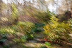 Multiple Exposure, impressions, abstract, garden, spring, 2026