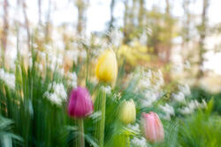 Multiple Exposure, impressions, abstract, garden, spring, 2026