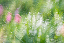 Multiple Exposure, impressions, abstract, garden, spring, 2026