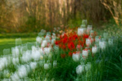 Multiple Exposure, impressions, abstract, garden, spring, 2026