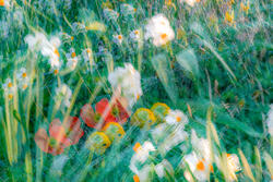 Multiple Exposure, impressions, abstract, garden, spring, 2026