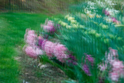 Multiple Exposure, impressions, abstract, garden, spring, 2026