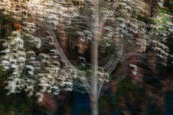 Multiple Exposure, impressions, abstract, garden, spring, 2026