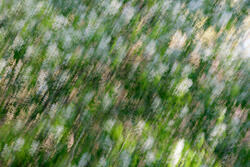 Multiple Exposure, impressions, abstract, garden, spring, 2026