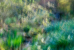 Multiple Exposure, impressions, abstract, garden, spring, 2026