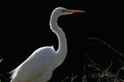 kiawah island, south carolina, low country, beach, photography, image