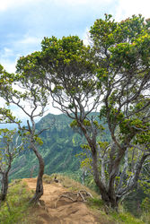Kalepa Ridge Trail Trees