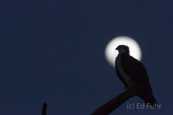 Osprey Watch