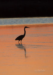 kiawah island, south carolina, low country, beach, photography, image