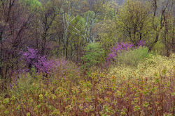 Spring Redbud Palette