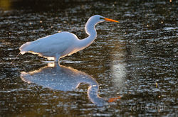kiawah island, south carolina, low country, beach, photography, image