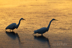 kiawah island, south carolina, low country, beach, photography, image