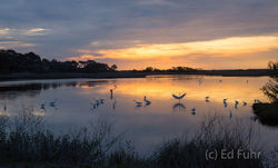 kiawah island, south carolina, low country, beach, photography, image