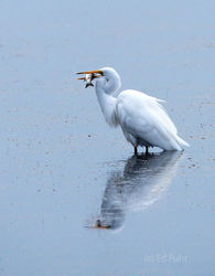 kiawah island, south carolina, low country, beach, photography, image