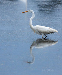 kiawah island, south carolina, low country, beach, photography, image