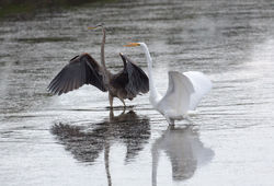 Great Blue Heron and Great White Egret