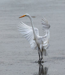 kiawah island, south carolina, low country, beach, photography, image